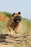 BULLMASTIFF 217